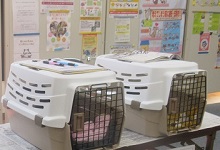 写真:キャリーゲージが並んでいる様子