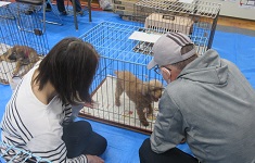 写真:男性と女性がケージにいる子犬を見ている様子