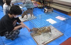 写真:女性がケージの中の子犬の足を触っている様子