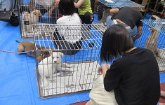 写真:女性がケージの白い子犬を見ている様子