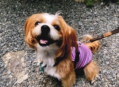 写真:犬のらおん