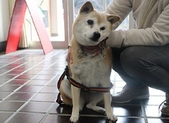 写真：犬のみかん