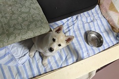 写真:ベッドにいるシロ茶ん