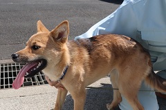 写真:犬の宙羽華