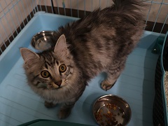 写真:子猫の時のごま