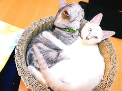 写真:籠の中にいるこたつとみかん