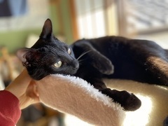 写真:キャットタワーでくつろぐくぅ