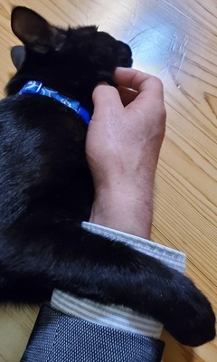 写真：飼い主さんに腕を絡める黒猫のくぅ