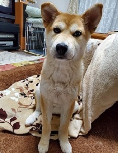 写真:部屋にいるスミレ
