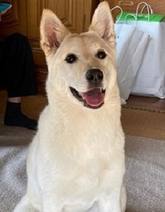 写真:白っぽい毛並みの犬のノア