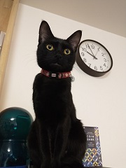 写真:黒猫のうた