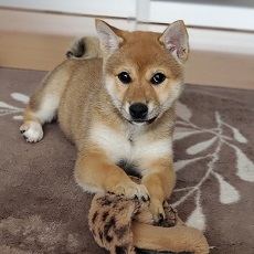 写真:部屋で遊ぶむぎ