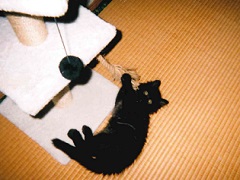 写真:畳上で寝そべる黒猫のメロ