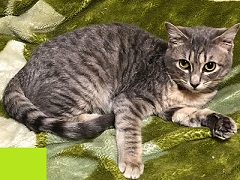 写真:猫のふりゃ