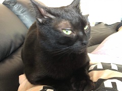 写真:黒猫のクロ