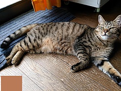 写真:猫のレオ
