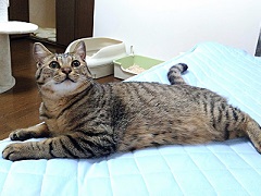 写真:ベッド上でくつろぐレオ