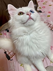 写真:白猫のさしあ