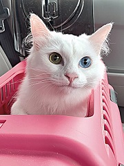 写真:キャリーゲージから顔を出しているさしあ