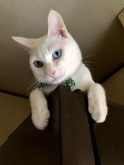 写真:白猫のスー