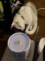 写真:日向ぼっこで寝ているスー