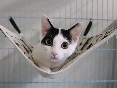 写真:ハンモックにいるタピ