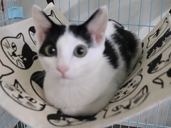 写真:白黒ねこのタピ