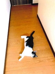 写真:白黒のあず