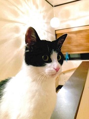 写真:明るい部屋にいるあず