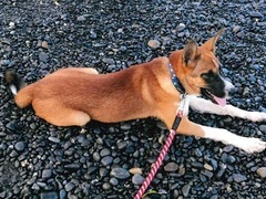 写真:犬のフリー