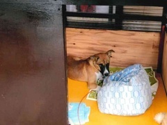 写真:屋内にいるフリー