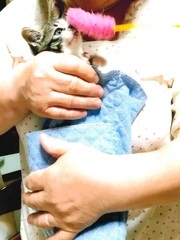 写真:飼い主に抱かれるルナ