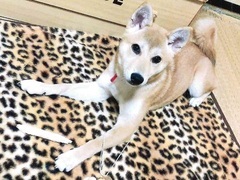 写真:部屋で過ごすペス