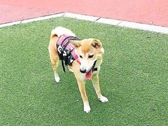 写真:外で遊ぶペス