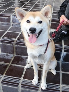 写真:犬の春