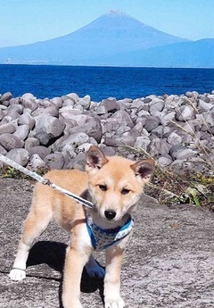 写真：富士山を背景に映る犬のネル