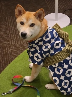 写真：浴衣姿の犬のスミレ