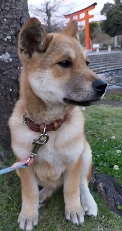 写真:子犬のララ