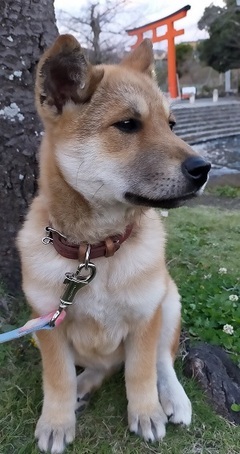 写真：子犬のララ