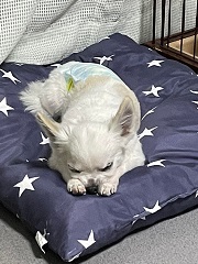 写真:犬のライタ
