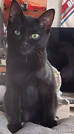 猫Solの写真