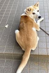 譲渡犬写真：カイ
