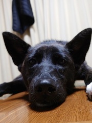 譲渡犬:ごま(1)