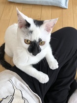 写真:白猫のいち