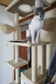 写真:キャットタワーにいるみぃな