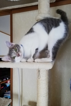 写真:キャットタワーで遊ぶみぃな