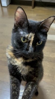 猫(COCOちゃん)の写真