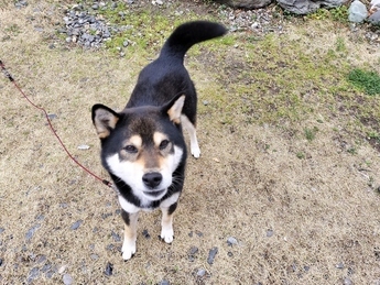 犬(福太くん)の写真