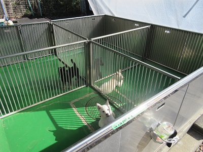 写真:譲渡子犬の様子