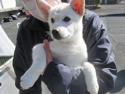 写真：新しい飼い主に抱かれる白い子犬